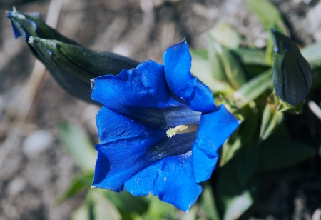 blue flowers of gentiana alpina の写真素材