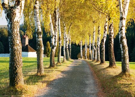 alley of birch trees and way to cemetery の写真素材