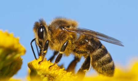 honeybee pollinated of yellow flower の写真素材