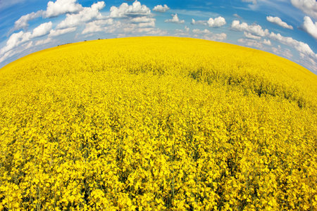 field of rapeseed with beautiful cloud - plant for green energy 