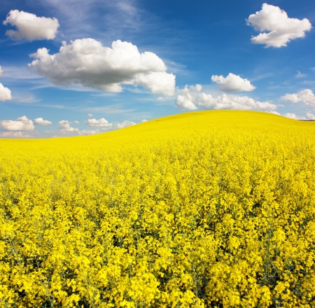 field of rapeseed with beautiful cloud - plant for green energy の写真素材