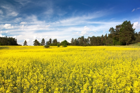 field of rapeseed plant for green energyの写真素材