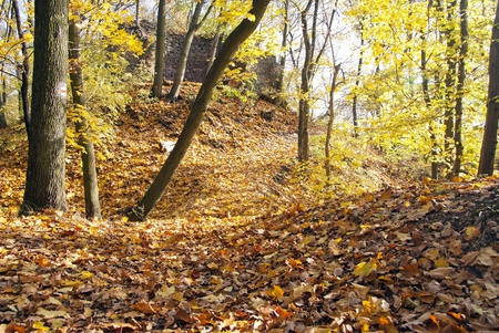 autumnal view of deciduous forest and forest way with ruin wallの写真素材
