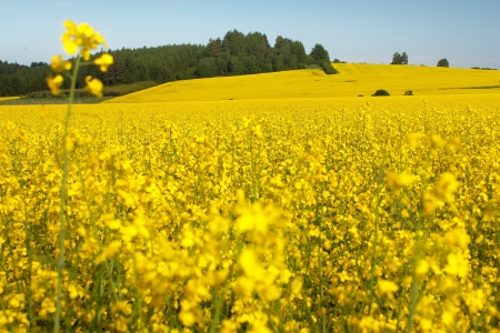 field of rapeseed の写真素材