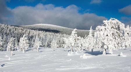 beautiful wintry view of snowy wood on mountainsの写真素材