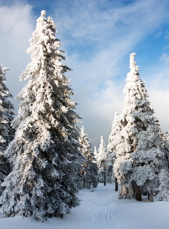 beautiful wintry view of snowy wood on mountains の写真素材
