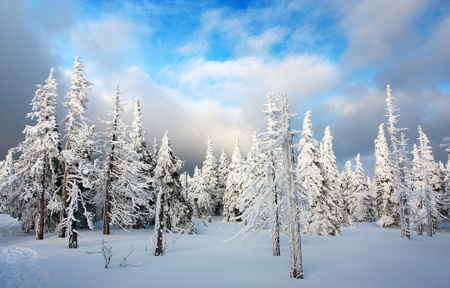 beautiful wintry view of snowy wood on mountains の写真素材