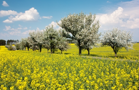 springtime beautiful view of rapeseed field, alley of apple tree and sky with cloudの写真素材