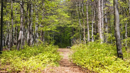 springy view from european beech wood with pathwayの写真素材
