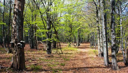 springy view from european beech wood with pathwayの写真素材
