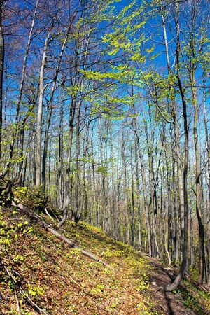 springy view from european beech wood with pathwayの写真素材