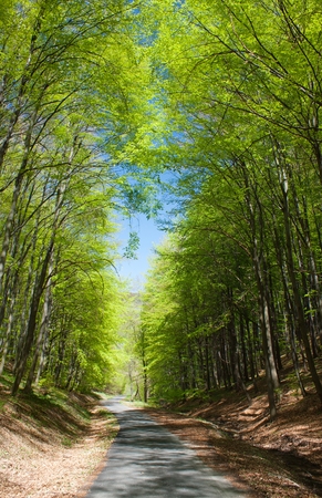 springy view of forest road and green forest の写真素材