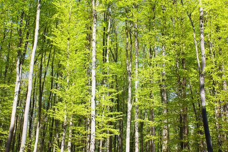 Spring wood of beech trees の写真素材