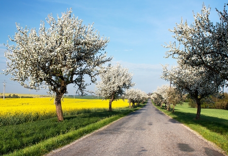 spring view of road with alley of apple ree and rapeseed field の写真素材