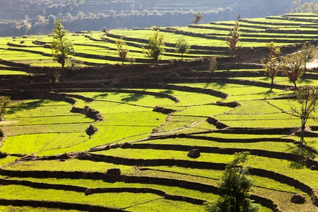 green field of rice in nepalの写真素材