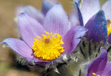 flower of pasqueflowerの写真素材