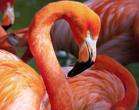 American Flamingo - Phoenicopterus ruber - beautiful red colored birdの写真素材