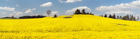 field of rapeseed plant for green energy - panoramic viewの写真素材