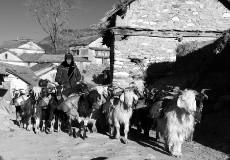 WESTERN NEPAL, CIRCA DECEMBER 2013 - caravan of goats go with goods from Simikot Area, Nepalのeditorial素材