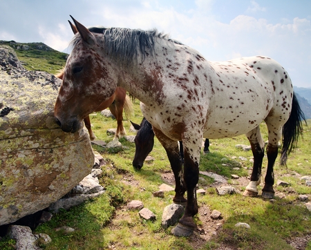wild horses on mountainsの写真素材