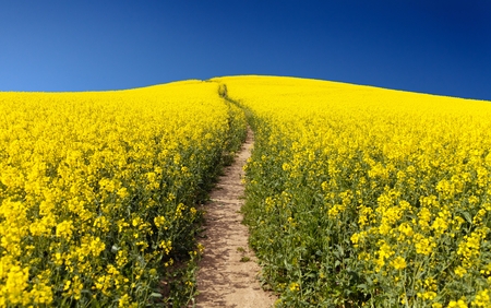 Field of rapeseed (brassica napus) - plant for green energy and green industryの写真素材