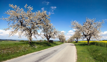 road and alley of flowering cherry-trees with beautiful skyの写真素材