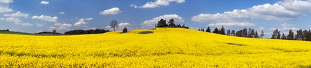 field of rapeseed plant for green energy - panoramic viewの写真素材