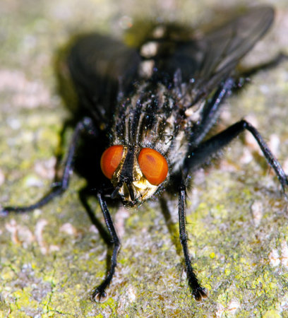 closeup of fly