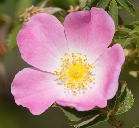 Beautiful pink and yellow flower of dog-roseの写真素材