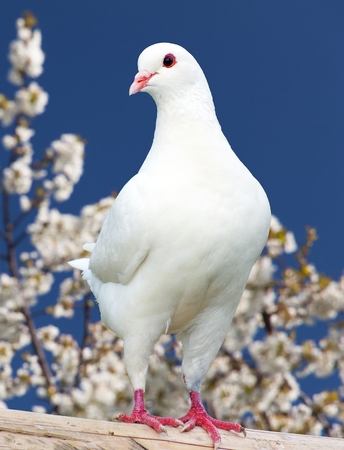 one white pigeon on flowering background - imperial pigeon - duculaの写真素材