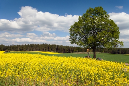 way between rapeseed field and lime tree with crucifixの写真素材