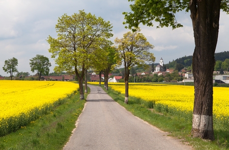 road with village , lime trees and rapeseed fieldの写真素材