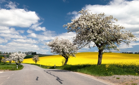 spring view of road with alley of apple tree and rapeseed fieldの写真素材