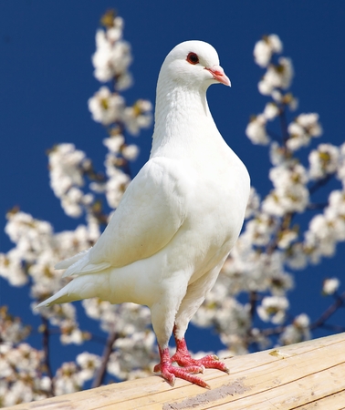 one white pigeon on flowering background - imperial pigeon - duculaの写真素材