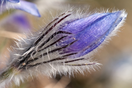 detail of flowering flower of pasqueflower on the meadowの写真素材