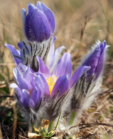 beautiful blue and yellow early springy flower of pasqueflower on the meadowの写真素材
