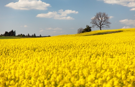 view of flowering field of rapeseed  brassica napus  plant for green energy and oil industryの写真素材