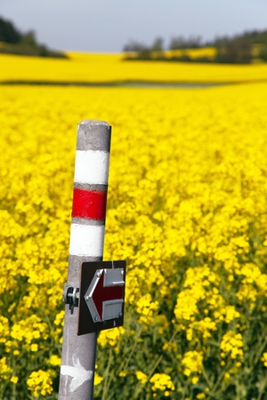 View of golden flowering rapeseed field with tourist signの写真素材