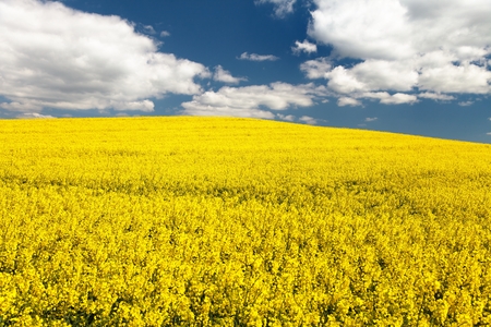 field of rapeseed - brassica napus - plant for green energyの写真素材