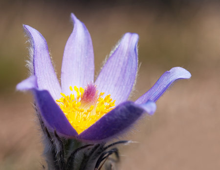 beautiful blue and yellow early springy flower of pasqueflower on the meadow