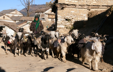 WESTERN NEPAL 15th DECEMBER 2014  caravan of goats go with goods from Simikot Area Nepalのeditorial素材