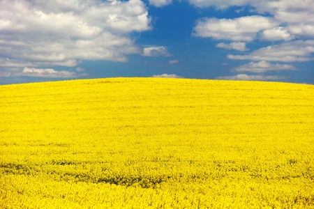 field of rapeseed  brassica napus  plant for green energyの写真素材