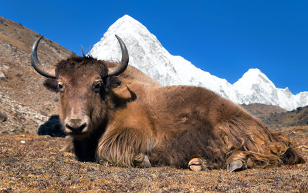 Yak on the way to Everest base camp and mount Pumo ri  Nepalの写真素材