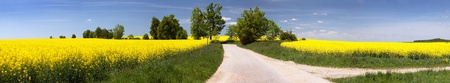 field of rapeseed brassica napus with rural road way and small forest - plant for green energy and oil industryの写真素材