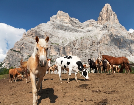 Horses Equus ferus caballus under Monte Pelmo in Italian Dolomitiesの写真素材