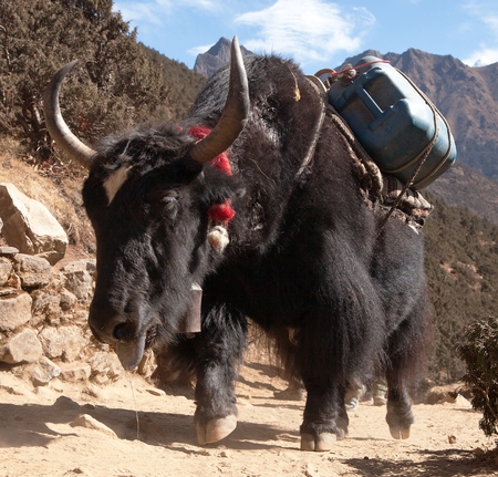 Black yak on the way to Everest base camp - Nepalの写真素材