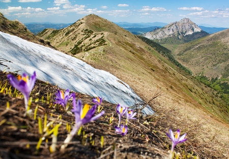 Springtime view of flowering crocuses - Mala Fatra Mountains and mount Rozsutec - Slovakiaの写真素材