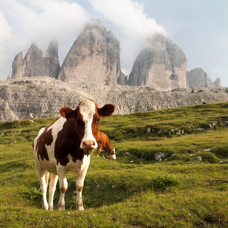 view of cow and mount Tre Cime or Drei Zinnen - Italian dolomitesの写真素材