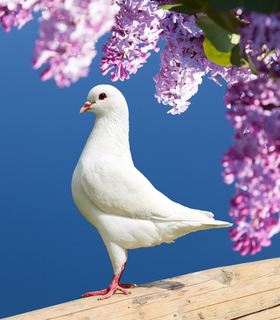 Beautiful view of one white pigeon on perch with flowering lilac tree background, imperial pigeon, duculaの写真素材
