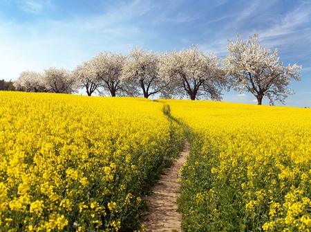 Rapeseed field with parhway and alley of flowering cherry trees - Brassica Napus - plant for green energy and oil industryの写真素材